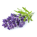 Lavender-perfume-note-niche-gallery